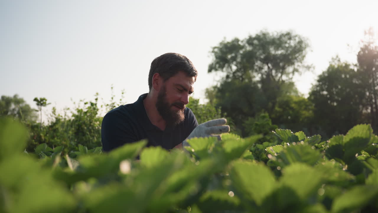 Close up of man squatting in garden bed wearing gloves while adjusting green foliage and checking plant position under warm light on soil texture, focusing on hand movement and leaf detail