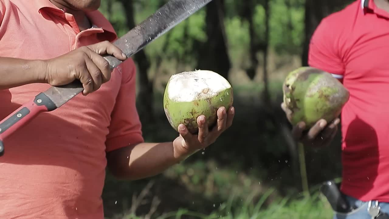 el hombre rompe el coco, cortando la cáscara de coco verde con machete en el campo