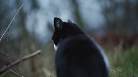 black and white cat outside in forest