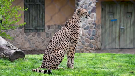 Cheetah-sitting-behind-enclosure-fence-looking-around-at-zoo