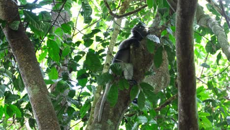 seen resting and hugging the tree as it looks down and hides its head away, dusky leaf monkey trachypithecus obscurus, endangered, thailand