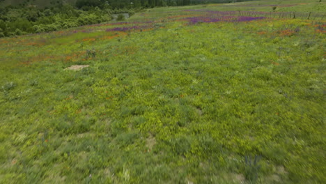 praderas primaverales y flores en el entorno natural cerca de aspindza en el sur de georgia