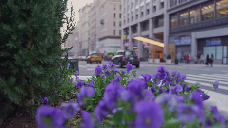 traffic at new york city seen from behind a flowerbed with purple flowers