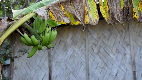 antecedentes del edificio tradicional de bambú tejido con tallo de plátano en el árbol.