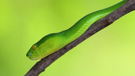 la víbora de labios blancos es una víbora venenosa endémica del sudeste asiático y a menudo se encuentra durante la noche esperando en una rama o rama de un árbol cerca de un cuerpo de agua con muchos alimentos
