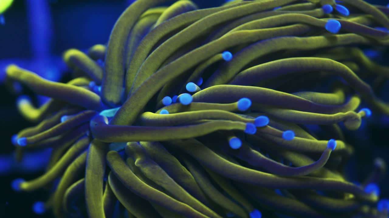 Close-up macro of Euphyllia glabrescens Indo golden torch with yellow-green tentacles, blue tips, and a cyan center swaying under actinic light.