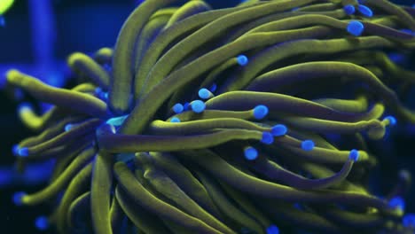 close-up macro of euphyllia glabrescens indo golden torch with yellow-green tentacles, blue tips, and a cyan center swaying under actinic light.