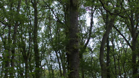 camera pans around looking through trunks and leaves of trees in dense forest in countryside 3