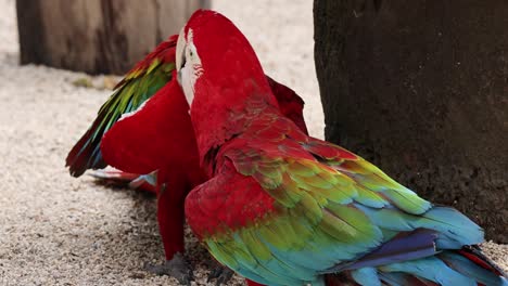 two macaws bonding through playful interaction