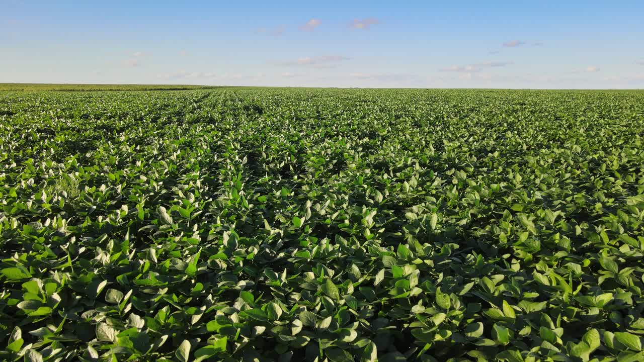 A Healthy Soybean Field Highlighting the Strong Agricultural Potential of La Pampa, Argentina - Drone Flying Forward