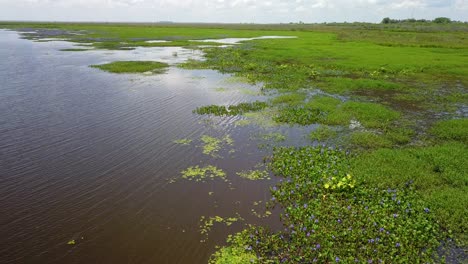 wetlands of northeast argentina shooted with drone