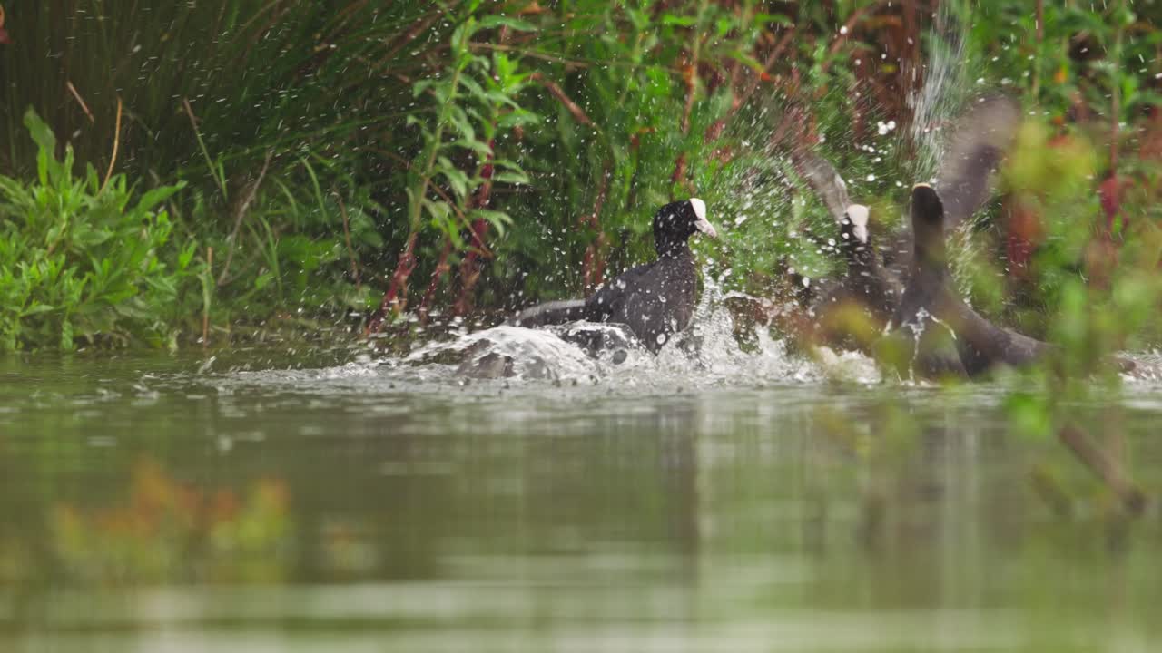 coots territoriales luchando agresivamente con patadas viciosas en el río, slomo