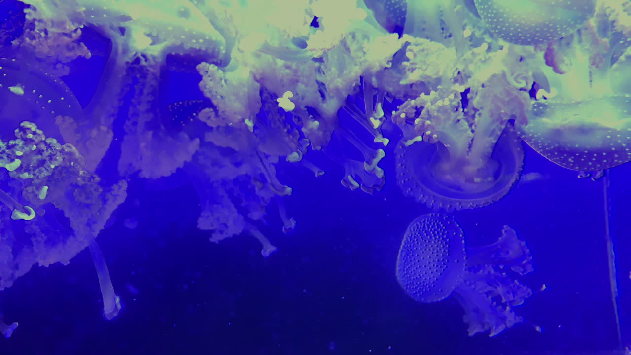 medusas - phyllorhiza punctata - medusas blancas con fondo azul en el acuario kamon, japón