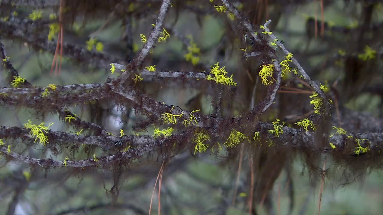 jóvenes agujas de coníferas que brotan en las ramas de los árboles en el bosque nacional de boise, boise, idaho