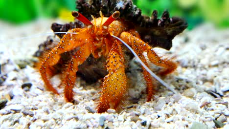 beautiful hermit crab eating food.