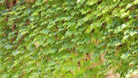 lush green leaves and vines on a wall