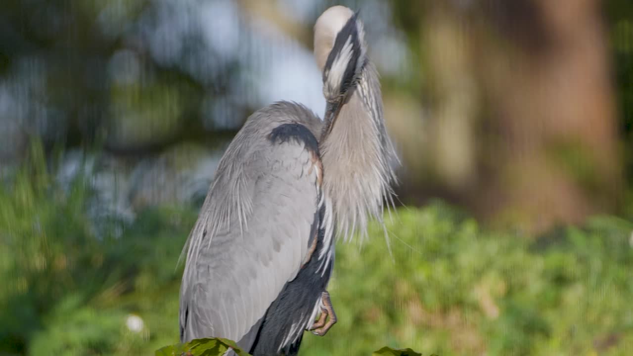 A grey heron stands alert in a sunlit clearing, feathers ruffled in the breeze as it scans its surroundings