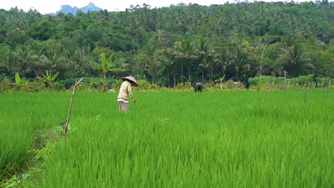 farmers tending rice field, everyday cultivation effort of indonesian people