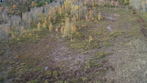 High-mountain-aspens-in-changing-fall-colors