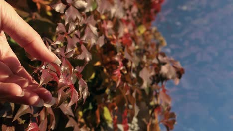 Autumn-foliage-red-leaves-texture,-person-touching-colorful-leaves-in-fall