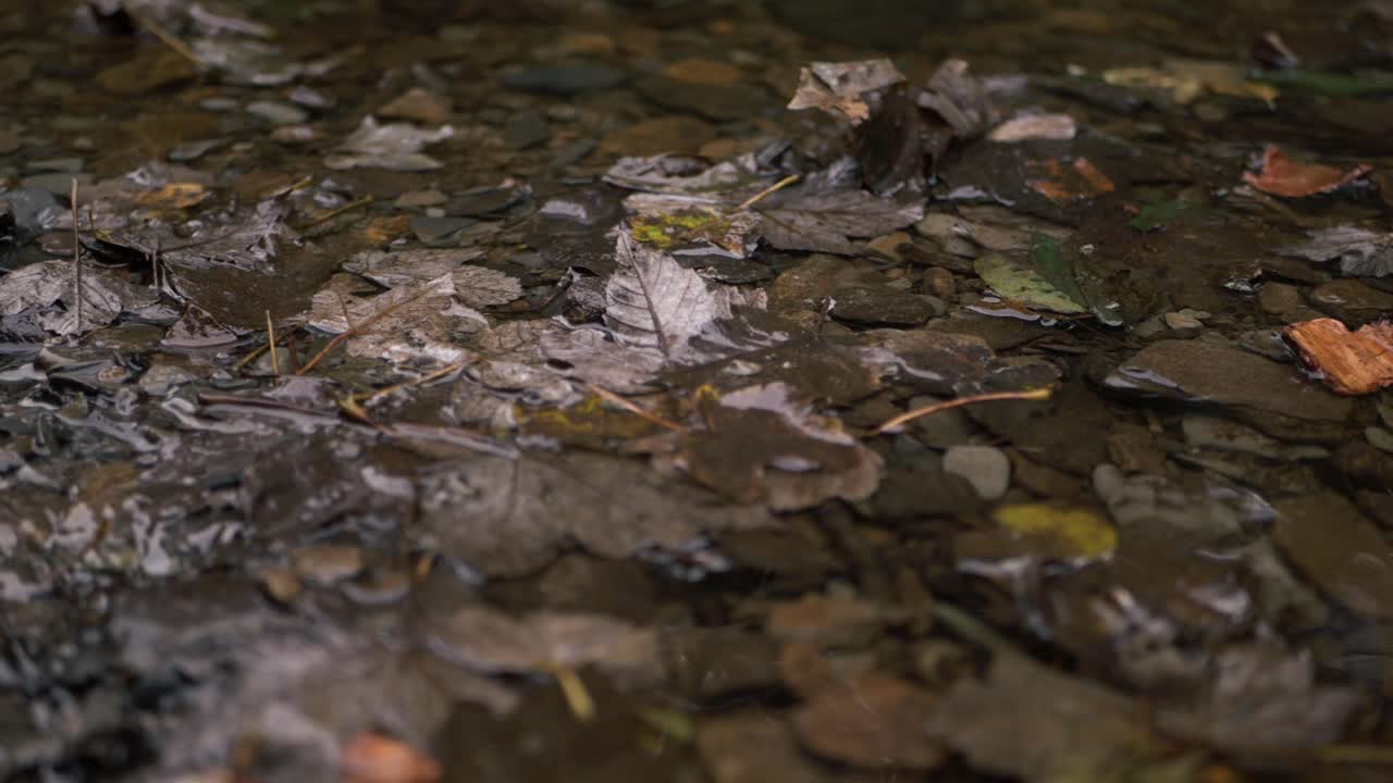 Natural shallow stream of water with fallen autumn leaves close up panning shot