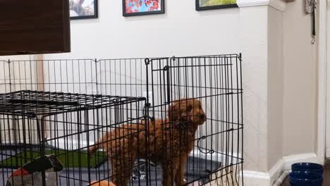 owner puts mini goldendoodle puppy inside her pen for training with positive punishment or negative reinforcement in the house