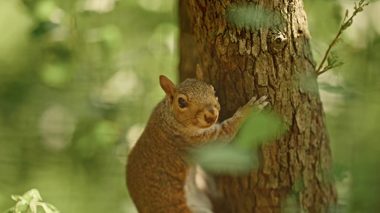Scoiattolo grigio orientale aggrappato a un tronco d'albero nella foresta