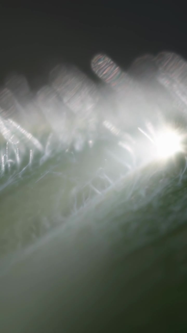Vertical video: Showing narrow-edge filaments shifting focus and catching light in macro, flare
