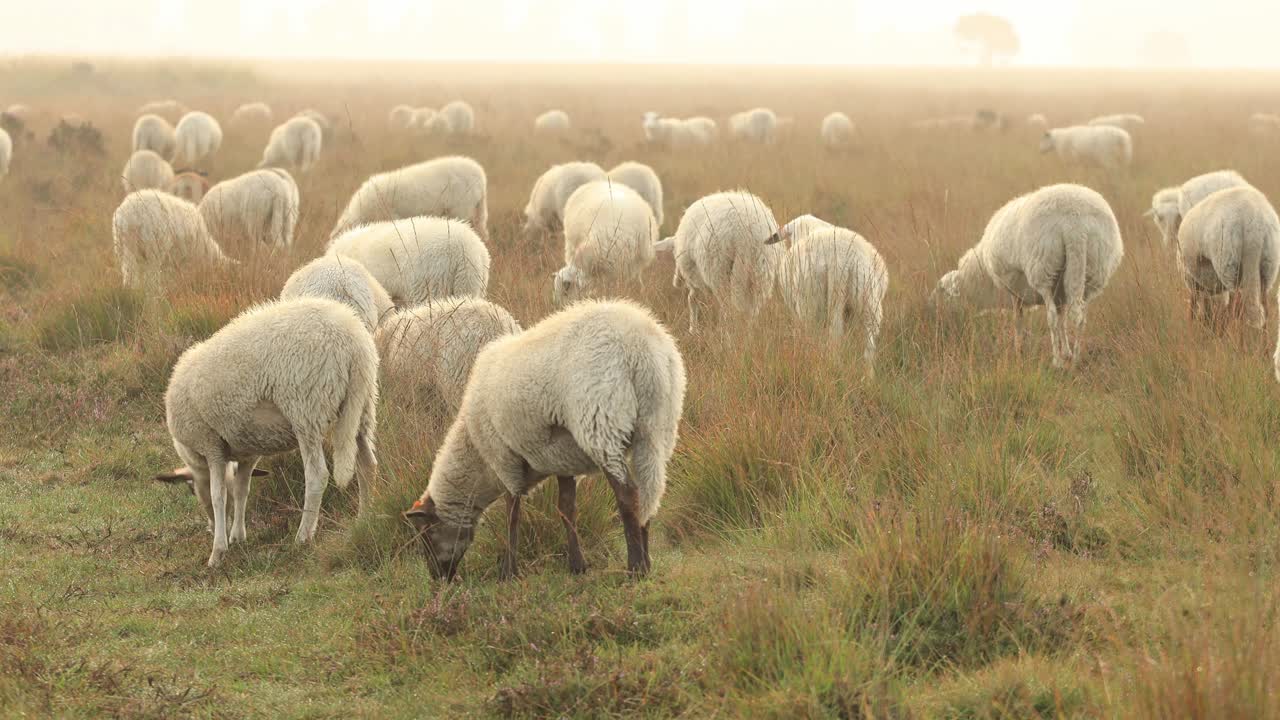 이른 아침 일출에 양 떼가 풀을 뜯고 지나가는 헤더 황무지 풍경 위에 낮은 안개
