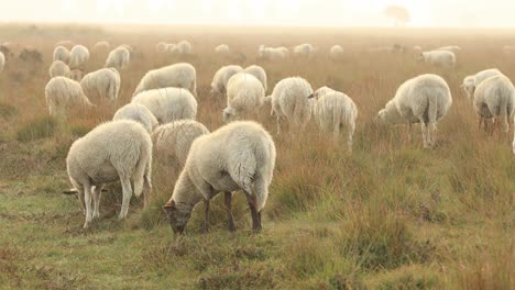 Niebla-Colgante-Baja-Sobre-El-Paisaje-De-Páramos-De-Brezo-Con-Un-Rebaño-De-Ovejas-Pastando-Y-Pasando-Por-El-Amanecer-Temprano-En-La-Mañana