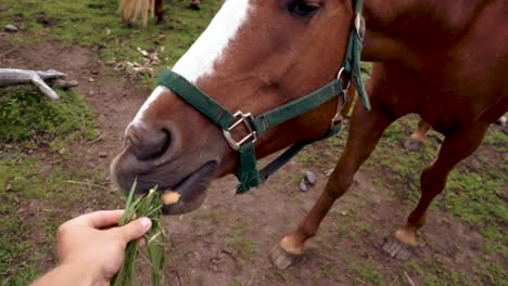 feeding a brown horse some green grass