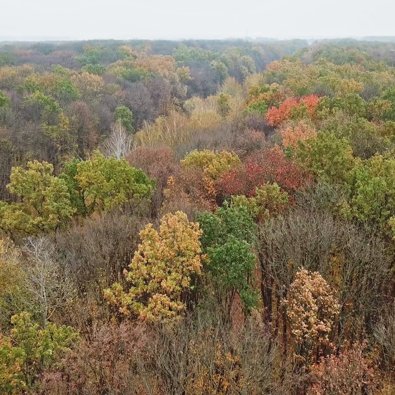 Top of trees in autumn landscape. Drone flight over the colorful forest into the road with machinery during asphalting. Aerial view.