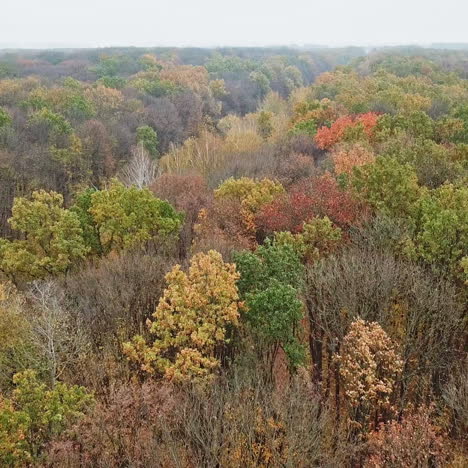 top of trees in autumn landscape. drone flight over the colorful forest into the road with machinery during asphalting. aerial view.