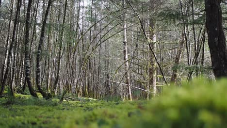 Man Hiking Through a Mossy Forest