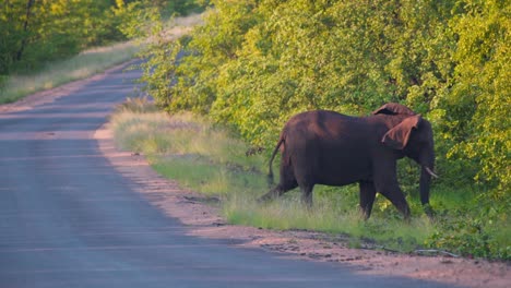 African-elephant-straying-from-asphalt-road,-walking-into-savanna-bush
