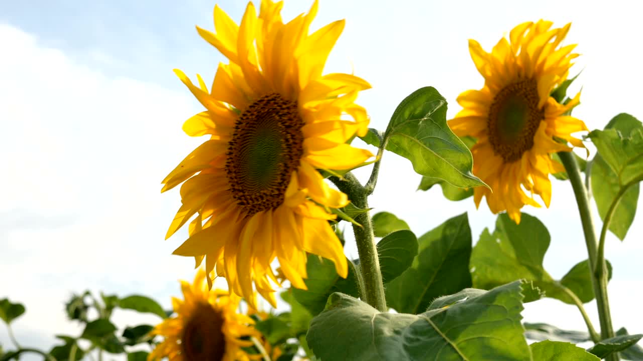 밝은 빛의 여름날에 꽃이 피는 해바라기 들판과 밝은 뒷빛의 태양.