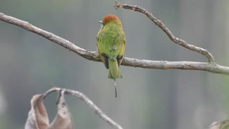 bee-eater in pond area .