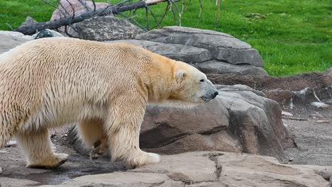 Polar-Bear-Walking-in-enclosed-habitat