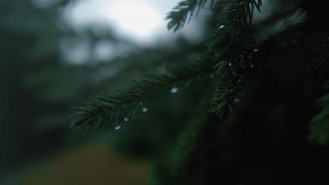 Close-up-shot-of-a-coniferous-tree-branch-during-a-moody-day-up-in-the-mountains