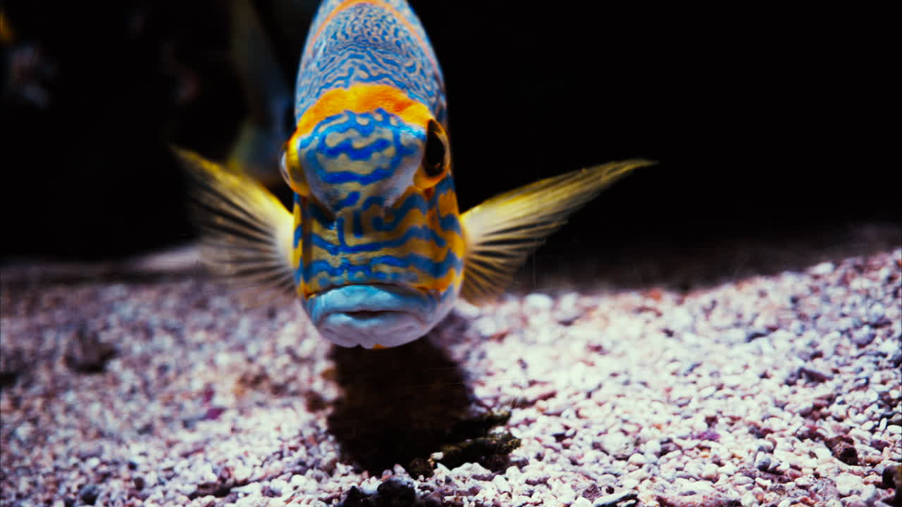 Close up of a sailfin snapper fish swimming near coral reefs