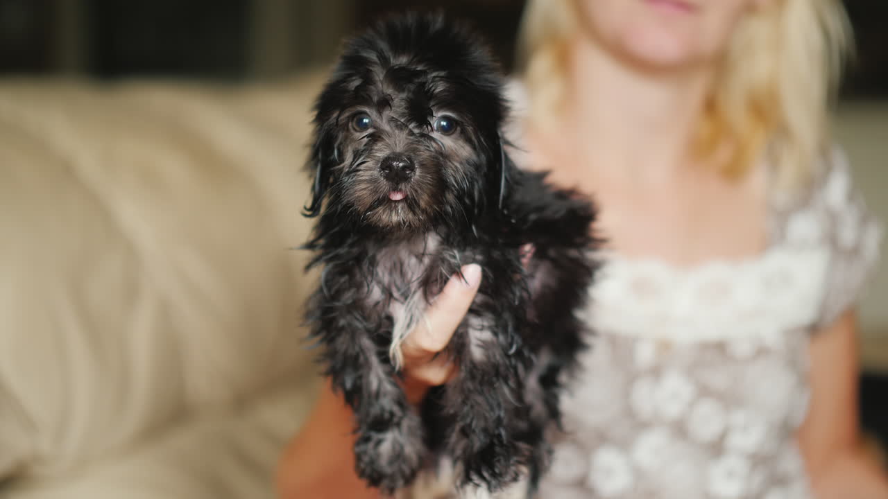 mujer seca cachorro negro con secador de pelo