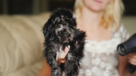 Woman-Dries-Black-Puppy-With-Hair-Dryer