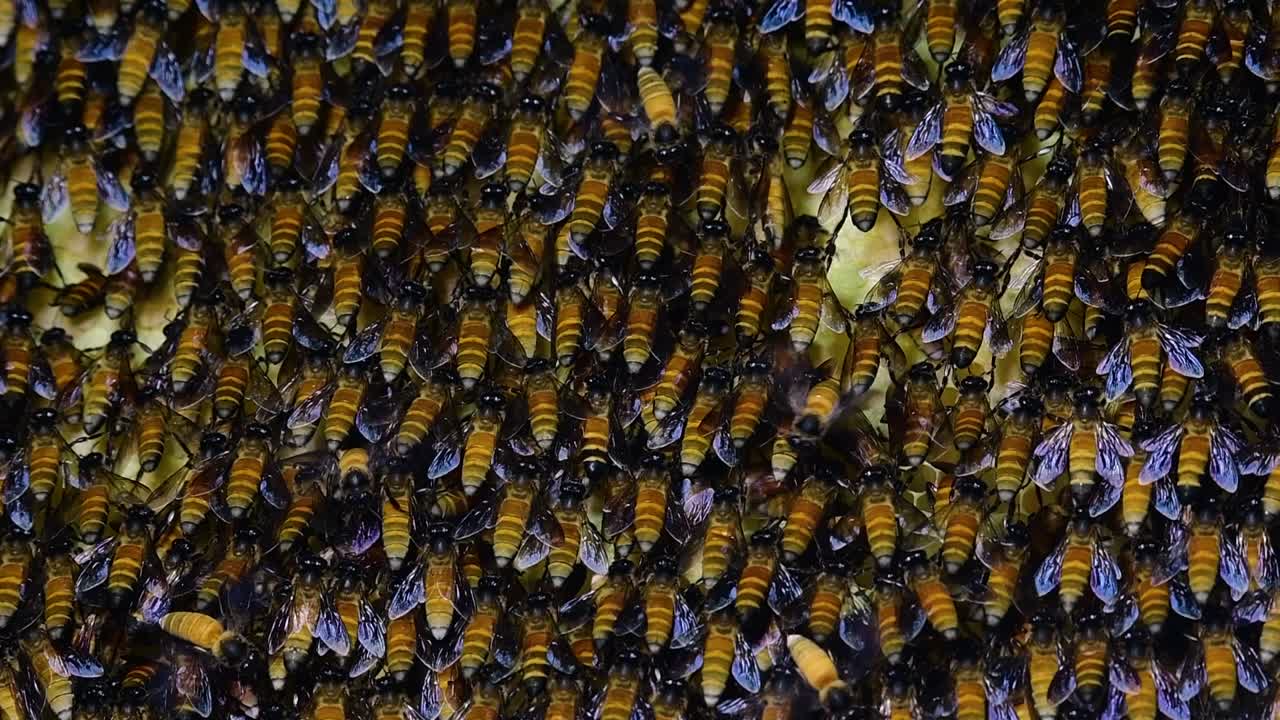 se sabe que las abejas melíferas gigantes construyen grandes colonias de nidos con bolsillos simétricos hechos de cera para almacenar miel como fuente de alimento.