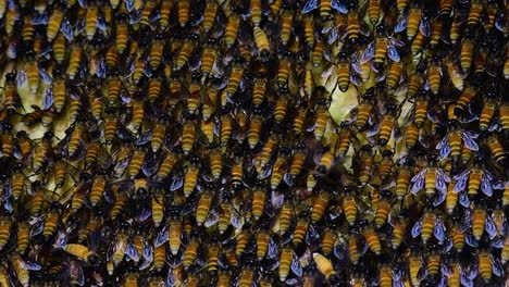 巨型蜜蜂 (giant honey bees) 建立了巨大的巢穴, 裡面有對稱的<unk>袋, 用來儲存蜂蜜作為食物來源.