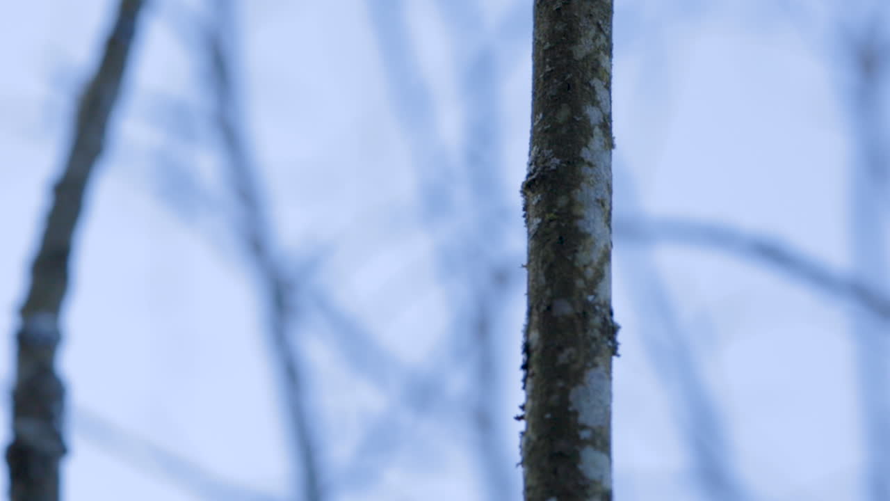 Closeup view of thin straight vertical tree branch covered with lichen