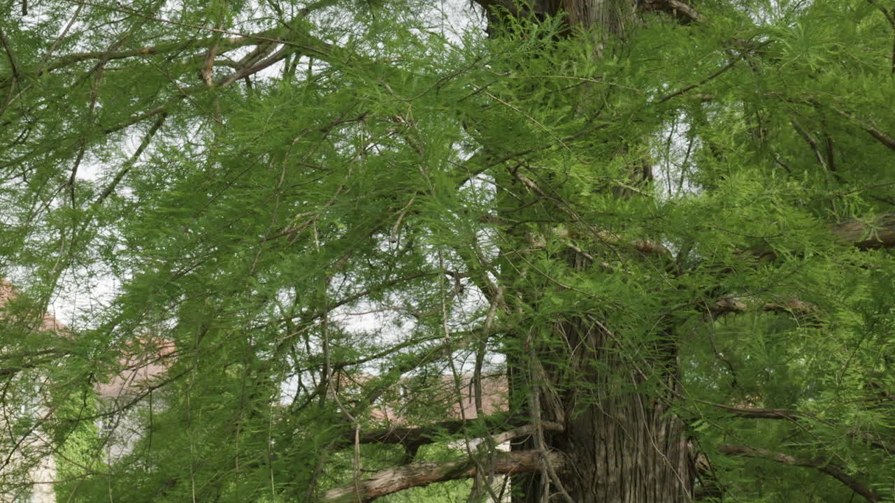 Upward camera motion under green tree canopy