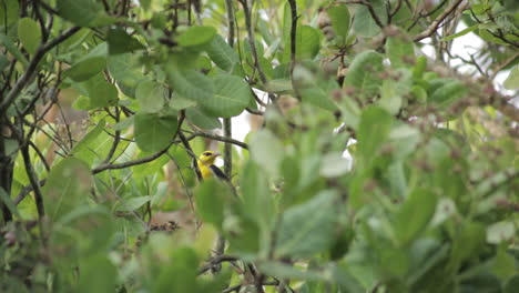 Pirol-Auf-Einem-Cashewbaum.-Statisch