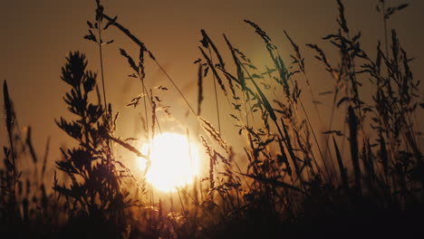 Die-Untergehende-Sonne-Scheint-Durch-Das-Wogende-Gras