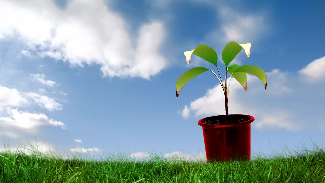 Animation of plant in flowerpot over sky with clouds