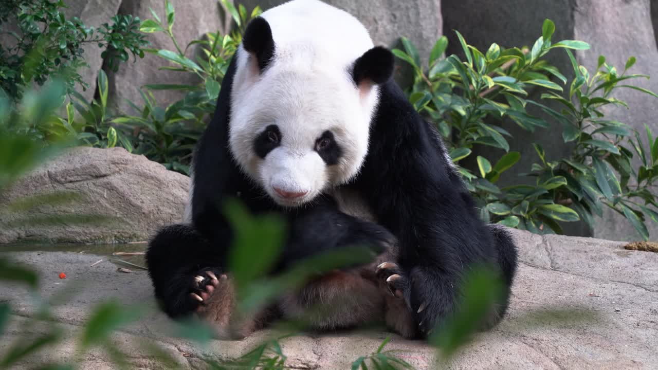 panda gigante soñoliento, ailuropoda melanoleuca sentado en el suelo, sacando la lengua, bostezando con la boca abierta, rodando y volviendo a dormir durante el día